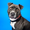 Thumbnail photo of Calvin #3
