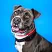 Thumbnail photo of Calvin #4