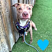 Thumbnail photo of Louis #1