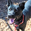 Thumbnail photo of Reuben #1