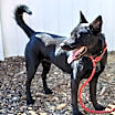 Thumbnail photo of Reuben #2