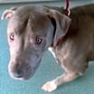 Thumbnail photo of Chalupa #3