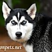 Thumbnail photo of Damon #18882 #2