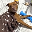 Thumbnail photo of Brownie #2