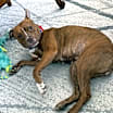 Thumbnail photo of Brownie #3