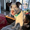 Thumbnail photo of Ivy #1