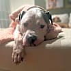 Thumbnail photo of Bama #1