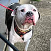 Thumbnail photo of Bama #3