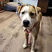 Thumbnail photo of Luna #2