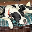 Thumbnail photo of Sarai #2