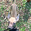 Thumbnail photo of Cookie #3