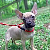 Thumbnail photo of Cookie #1