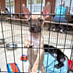 Thumbnail photo of Cookie #4