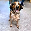 Thumbnail photo of Beau #2