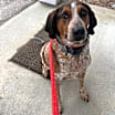 Thumbnail photo of Beau #3