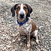 Thumbnail photo of Beau #4