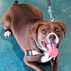 Thumbnail photo of Oso Local #4