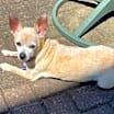 Thumbnail photo of PEACHES #2