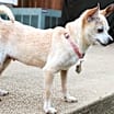 Thumbnail photo of PEACHES #4