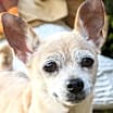 Thumbnail photo of PEACHES #1
