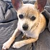 Thumbnail photo of PEACHES #3