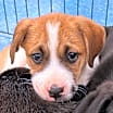Thumbnail photo of Pepper #4