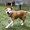 Thumbnail photo of Brownie #3