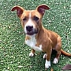 Thumbnail photo of Nala #1