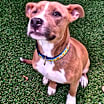 Thumbnail photo of Nala #2
