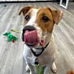 Thumbnail photo of Baxter #1