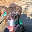 Thumbnail photo of Dottie #4