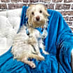 Thumbnail photo of Teddy #2