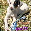 Thumbnail photo of WALTZ #2
