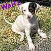 Thumbnail photo of WALTZ #3