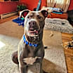 Thumbnail photo of Sterling #2