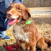Thumbnail photo of Odie #1