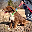 Thumbnail photo of Odie #2
