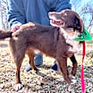 Thumbnail photo of Odie #3