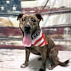 Thumbnail photo of Beamer #1