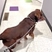 Thumbnail photo of Odie #4