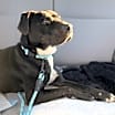 Thumbnail photo of Toby #4
