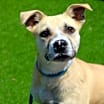 Thumbnail photo of Buckley #1