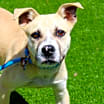 Thumbnail photo of Buckley #3
