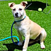 Thumbnail photo of Buckley #4
