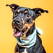 Thumbnail photo of Rufus #1
