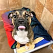 Thumbnail photo of Hank #1