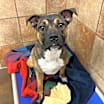 Thumbnail photo of Hank #3