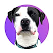 Thumbnail photo of Drake #1