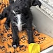 Thumbnail photo of No Name- Puppy #4