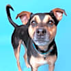 Thumbnail photo of Ryder #3